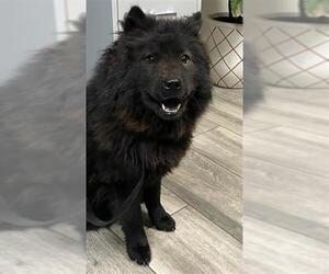 Chow Chow-Unknown Mix Dogs for adoption in Redlands, CA, USA