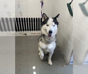 Siberian Husky Dogs for adoption in San Bernardino, CA, USA