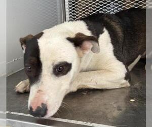 Mutt Dogs for adoption in Bakersfield, CA, USA