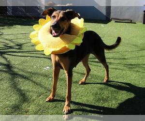 Doberman Pinscher-Unknown Mix Dogs for adoption in Redwood City, CA, USA