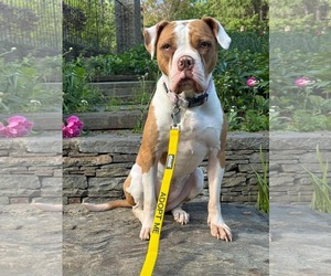 Mutt Dogs for adoption in Rockville, MD, USA