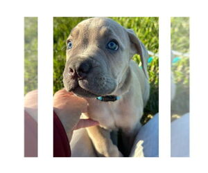 Mutt Dogs for adoption in Mooresville, NC, USA