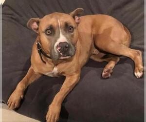 American Staffordshire Terrier-Boxer Mix Dogs for adoption in Fort Lauderdale, FL, USA