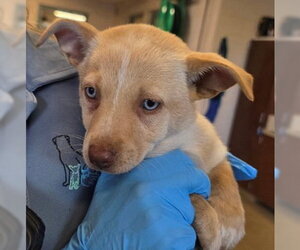Chihuahua-Unknown Mix Dogs for adoption in Fremont, CA, USA