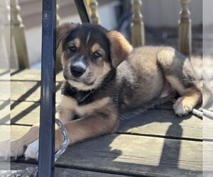 Huskies -Unknown Mix Dogs for adoption in Princeton, MN, USA