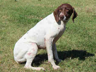 German Shorthaired Pointer Dogs for adoption in Edmond, OK, USA