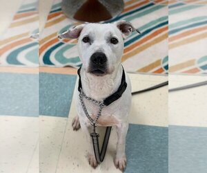 American Pit Bull Terrier-Unknown Mix Dogs for adoption in Seven Valleys, PA, USA