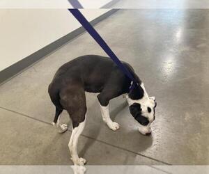 American Pit Bull Terrier-Unknown Mix Dogs for adoption in Fort Collins, CO, USA
