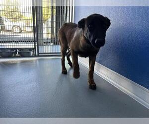 Mutt Dogs for adoption in Visalia, CA, USA