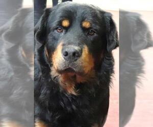 Rottweiler-Unknown Mix Dogs for adoption in Siren, WI, USA