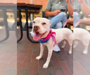 Boxer-Mastiff Mix Dogs for adoption in Holly Springs, NC, USA