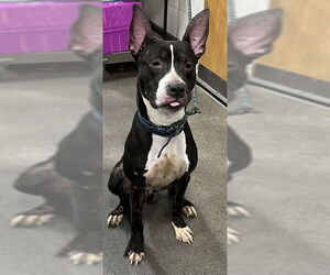 Bull Terrier-Unknown Mix Dogs for adoption in Forestville, MD, USA