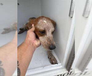 Mutt Dogs for adoption in Houston, TX, USA