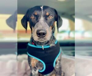 Bluetick Coonhound Dogs for adoption in Sacramento, CA, USA