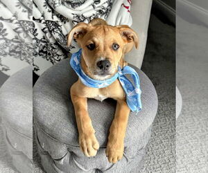 Black Mouth Cur-Unknown Mix Dogs for adoption in Rockaway, NJ, USA