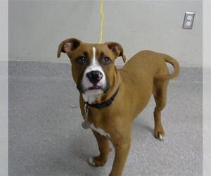 Boxer-Unknown Mix Dogs for adoption in Pasadena, TX, USA