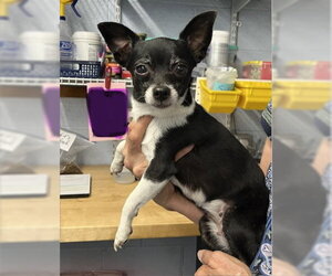 Chihuahua Dogs for adoption in Emmett, ID, USA