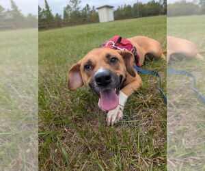 Mutt Dogs for adoption in Tarrytown, GA, USA