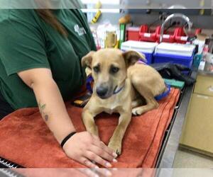 German Shepherd Dog-Unknown Mix Dogs for adoption in Riverside, CA, USA