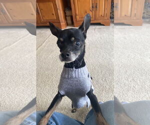 Chihuahua-Unknown Mix Dogs for adoption in Wheaton, IL, USA