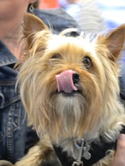Silky Terrier Dogs for adoption in Rolling Meadows, IL, USA