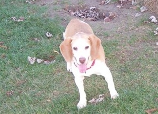 Treeing Walker Coonhound Dogs for adoption in Westwood, NJ, USA
