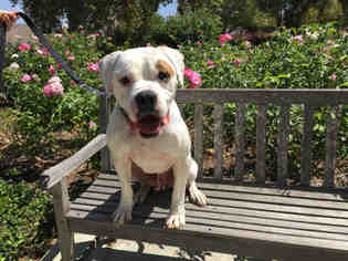 American Bulldog Dogs for adoption in Beverly Hills, CA, USA