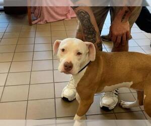 Bulldog Dogs for adoption in Ocala, FL, USA