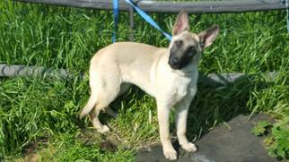 Medium Photo #1 German Shepherd Dog Puppy For Sale in Vacaville, CA, USA
