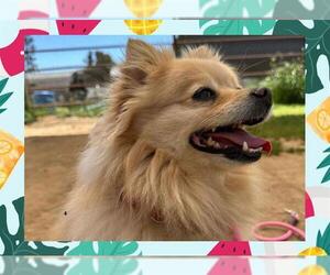 Pomeranian Dogs for adoption in Ojai, CA, USA