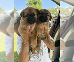 Mutt Dogs for adoption in Jackson Township, NJ, USA