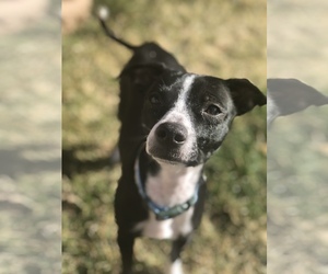 Rat-Cha Dogs for adoption in Albuquerque, NM, USA