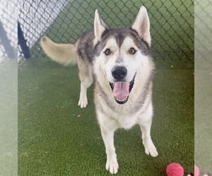 Siberian Husky Dogs for adoption in Tavares, FL, USA