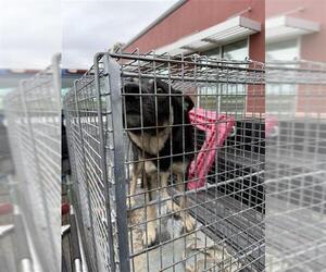 German Shepherd Dog-Unknown Mix Dogs for adoption in San Antonio, TX, USA