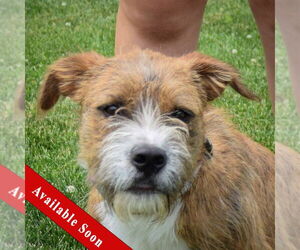 Boxer-Unknown Mix Dogs for adoption in Huntley, IL, USA