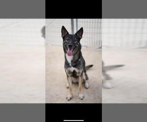 Huskies -Unknown Mix Dogs for adoption in San Antonio, TX, USA