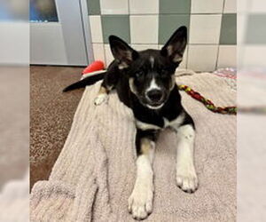 Siberian Husky Dogs for adoption in Salinas, CA, USA