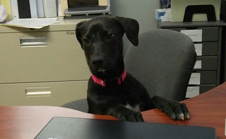 Labrador Retriever Dogs for adoption in Asheville, NC, USA