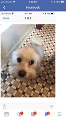 Maltese Dogs for adoption in Glenwood, GA, USA