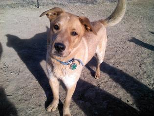 Red Heeler-Unknown Mix Dogs for adoption in Hudson, CO, USA