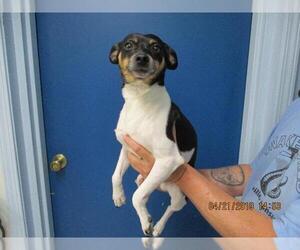 Rat Terrier Dogs for adoption in Eureka Springs, AR, USA