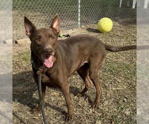 Australian Kelpie-Unknown Mix Dogs for adoption in Conroe, TX, USA