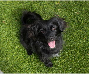 Spaniel-Unknown Mix Dogs for adoption in San Francisco, CA, USA
