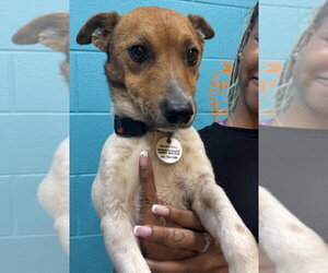 Jack Russell Terrier-Unknown Mix Dogs for adoption in Greenbelt, MD, USA