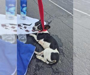 Chihuahua-Unknown Mix Dogs for adoption in San Antonio, TX, USA