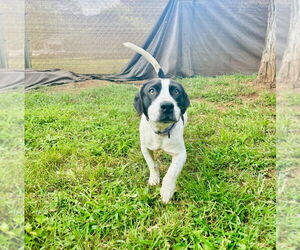 Mutt Dogs for adoption in Mooresville, NC, USA