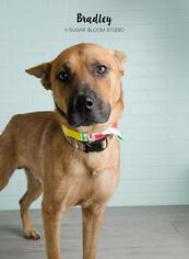 German Shepherd Dog-Unknown Mix Dogs for adoption in Littleton, CO, USA