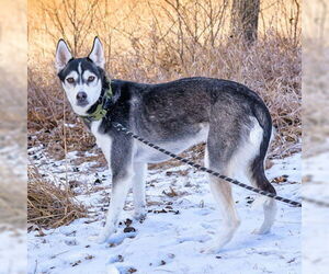 Siberian Husky-Unknown Mix Dogs for adoption in Omaha, NE, USA