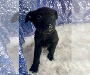 Mutt Dogs for adoption in Clarkesville, GA, USA