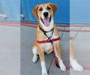 American Foxhound Dogs for adoption in San Francisco, CA, USA